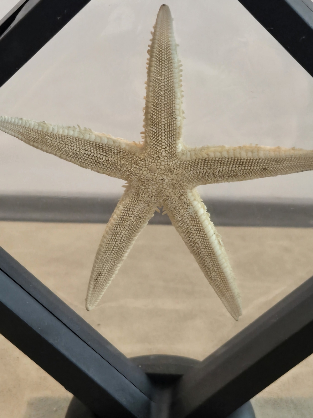 ⭐ Natural Finger Starfish | Floating Display Frame | Pedestal Stand | 4 in / 10